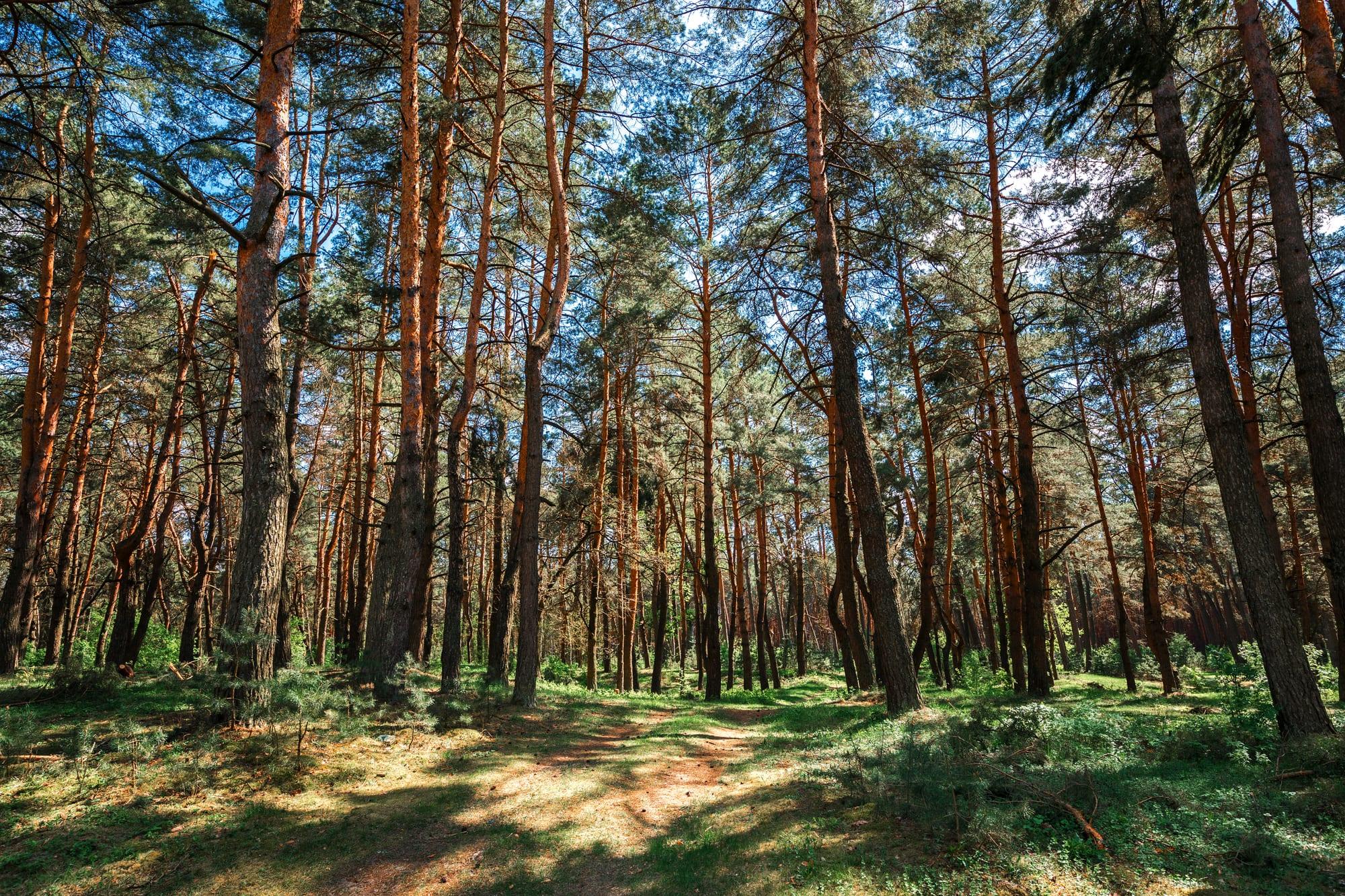 Camino entre pinos altos en un bosque a contraluz