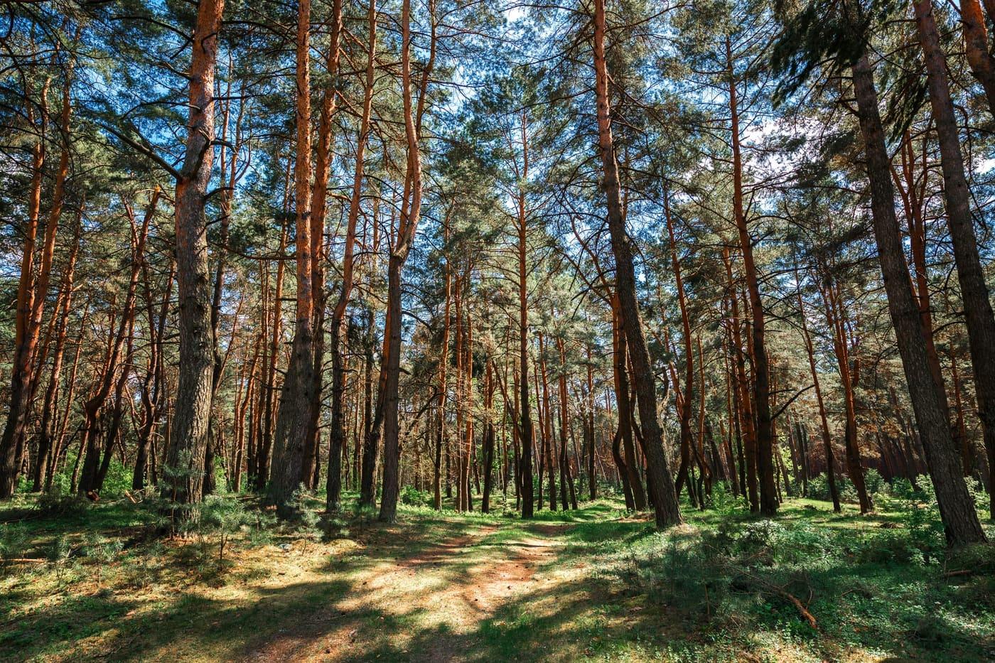 Managed pine forest: certified timber comes from woodland where what is felled is replanted